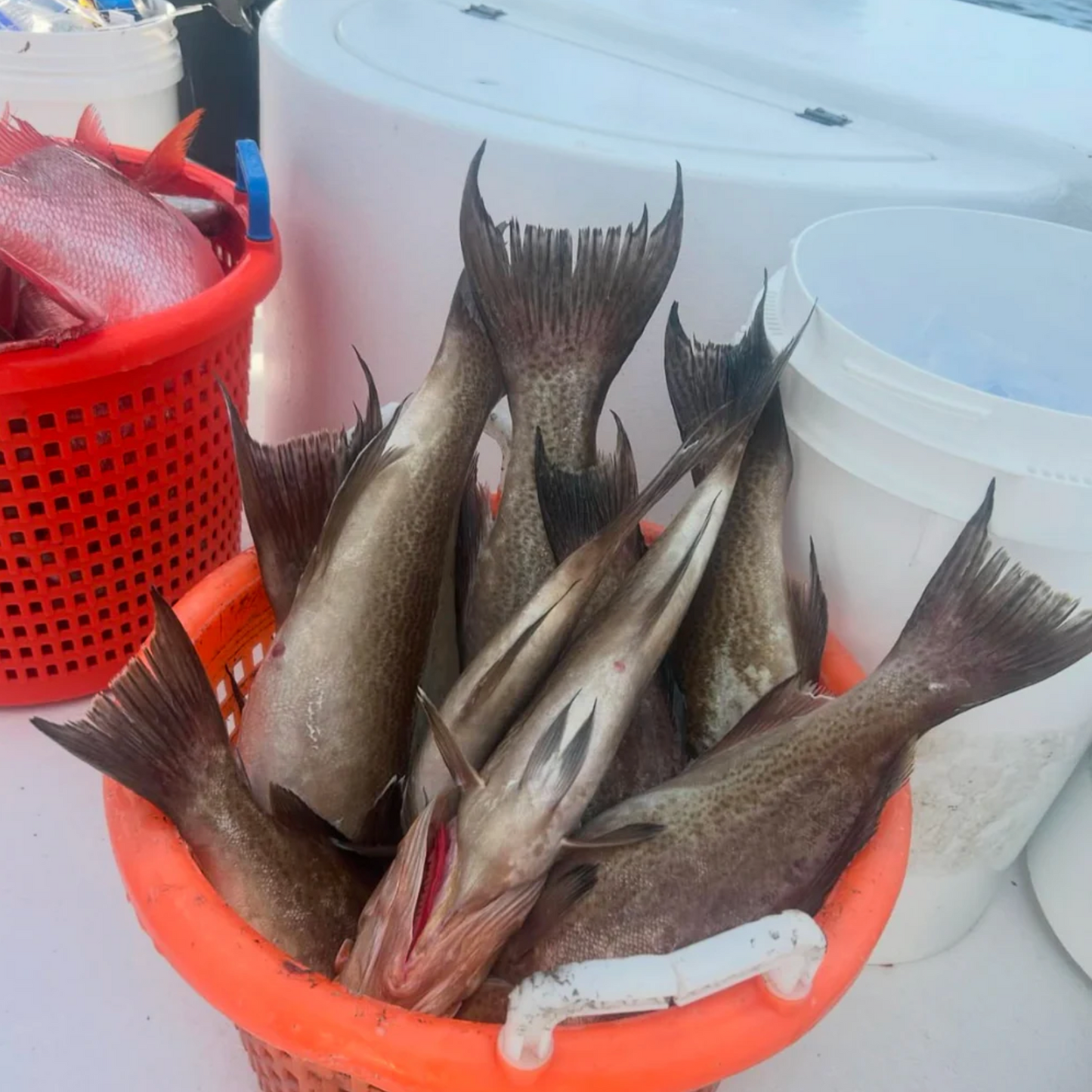 12HR DEEP DROP GROUPER TRIP