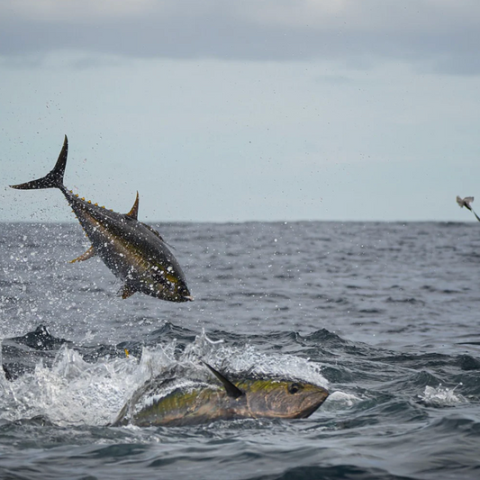 18Hr Overnight Tuna Trip