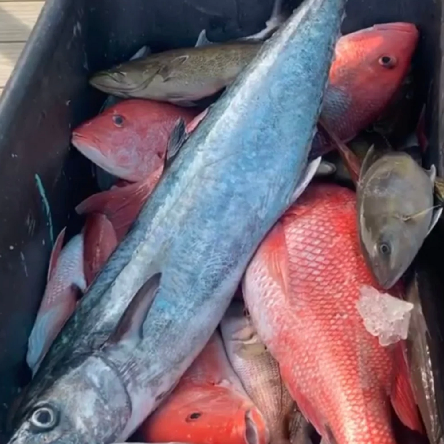 8 HR BOTTOM FISHING